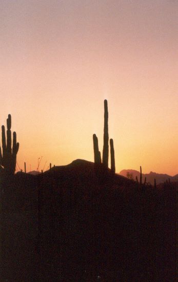 ../Images/191.Organ Pipe Cactus Natl. Mon.jpg